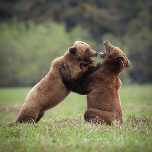 khutzeymateen-bears.jpg
