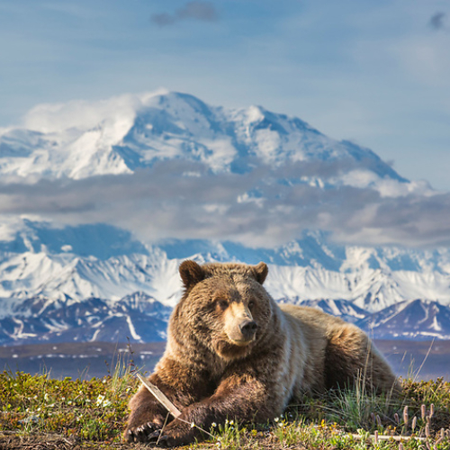 24000358-Grizzly-bear-and-Denali.jpg