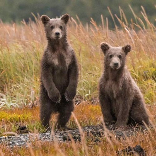 cubs-bears-canada-wilderness-16.jpg
