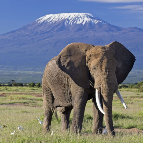elephant-bull-front-of-kilimanjaro-amboseli.jpg