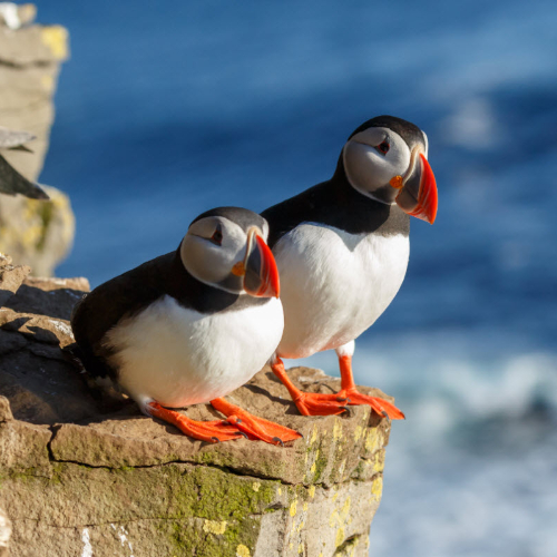 puffincliff.jpg